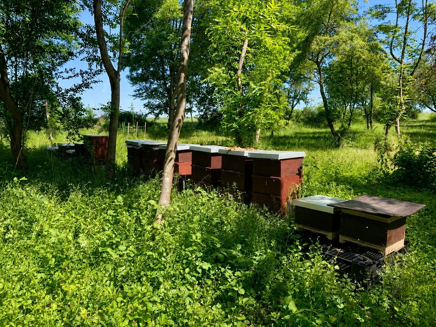 Imkerei Krautheim