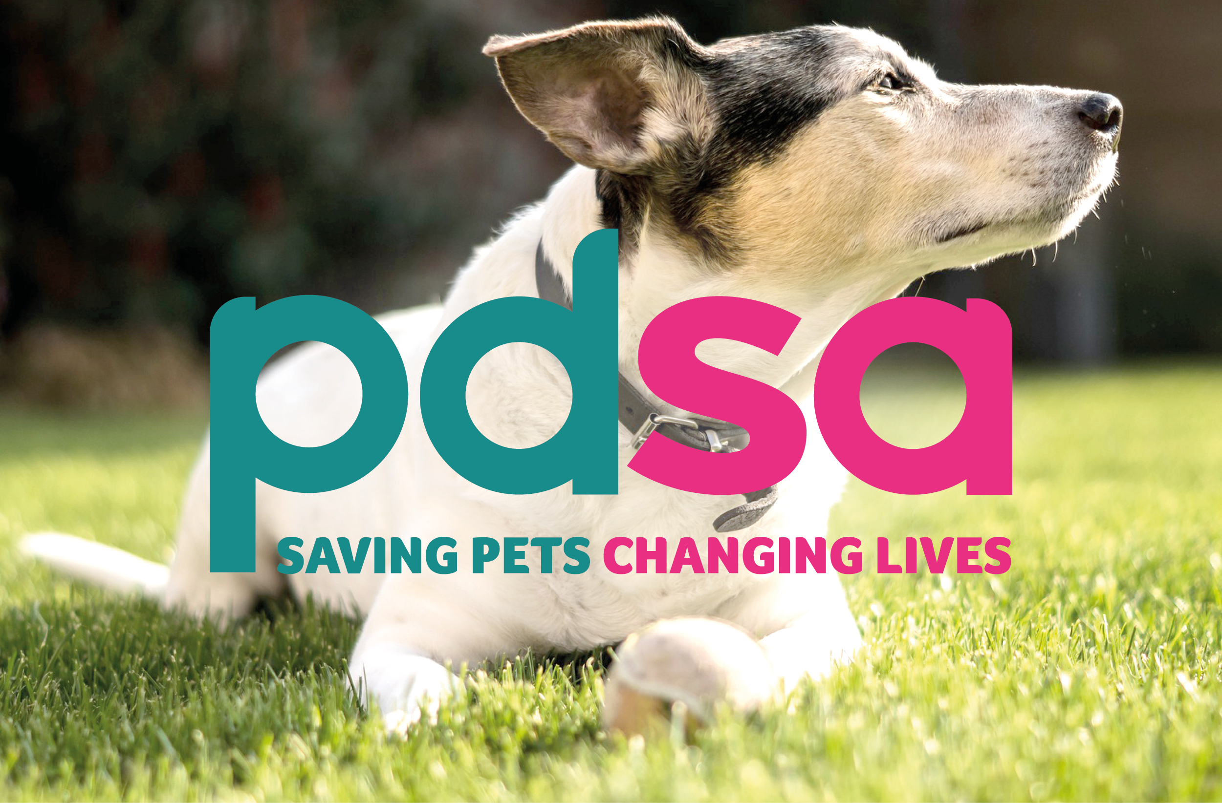 PDSA logo