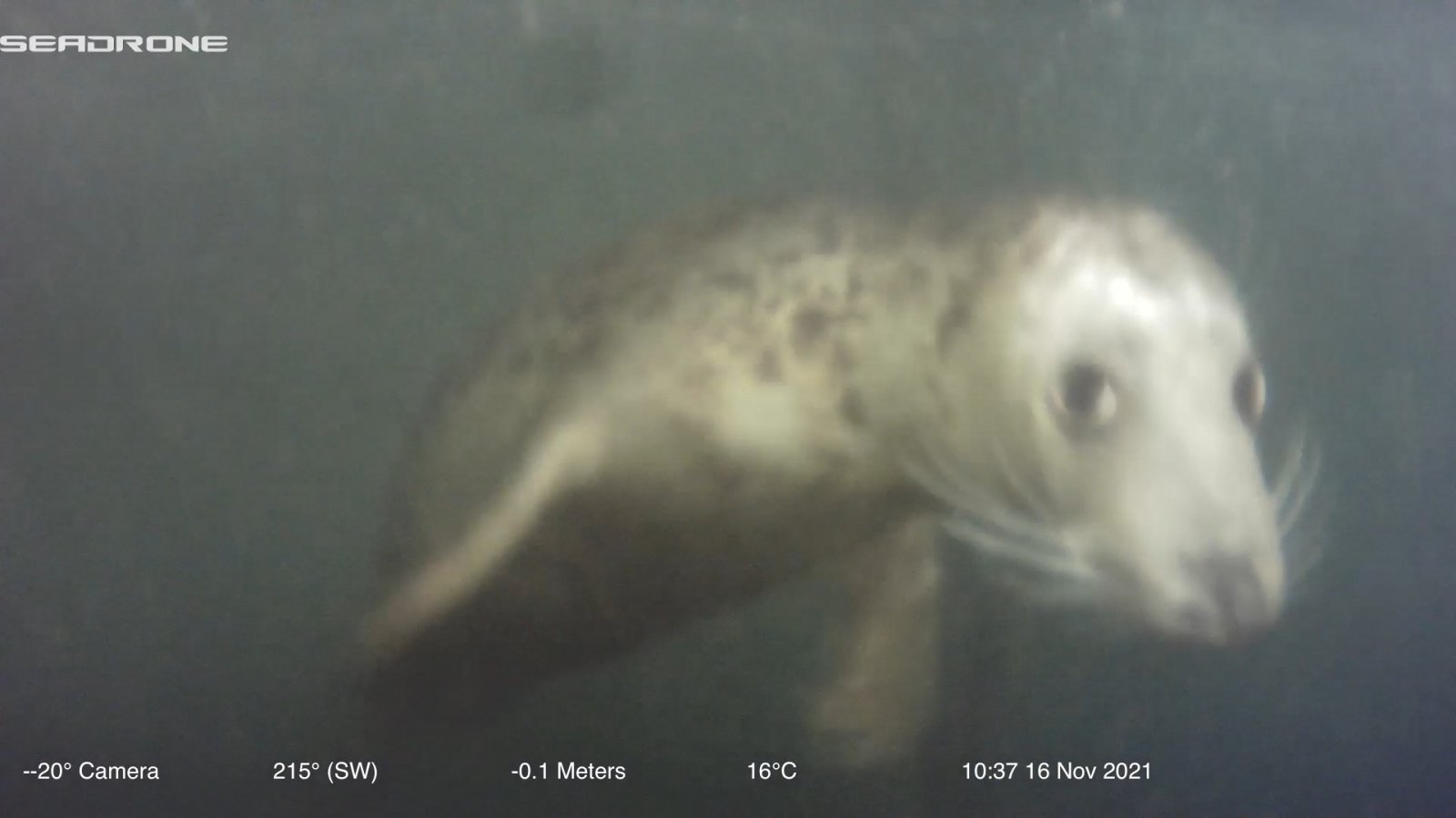 Een vis onder water, vastgelegd door een camera, met een deel van zijn kop en oog zichtbaar, in donker water.