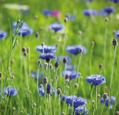 A field of blue cornflower flowers with green grass and stems.