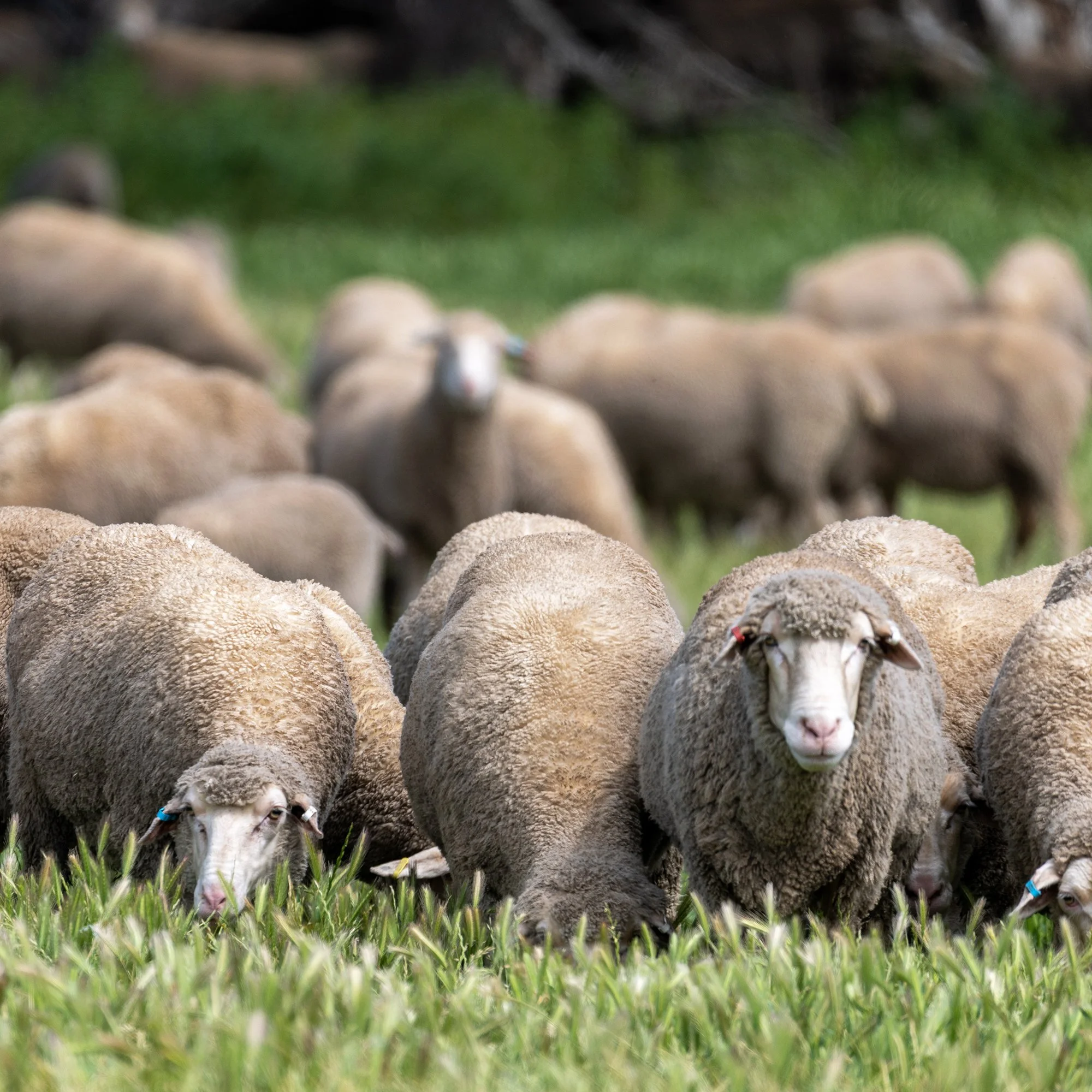 A mob of Cooee Merino sheep. Some with their heads up and some eating. Functional sheep built for long term performance.