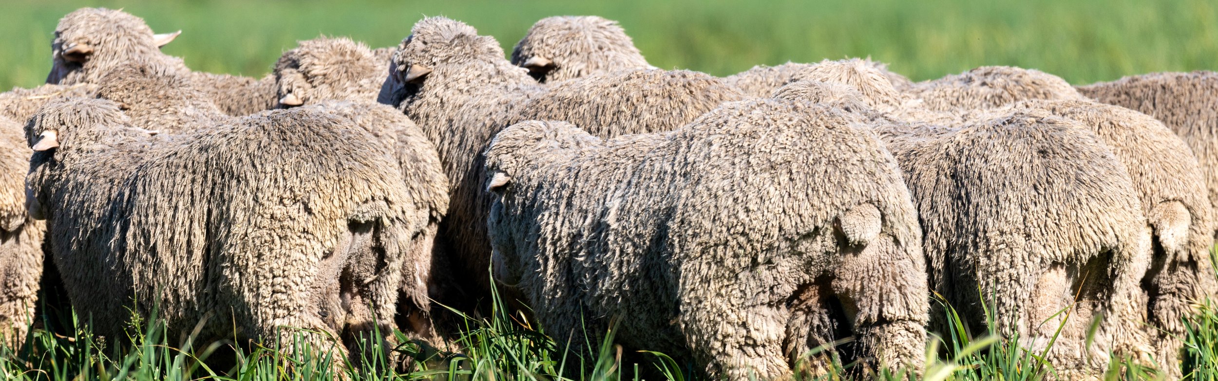 Cooee Merino rams facing away showing their legs and tails