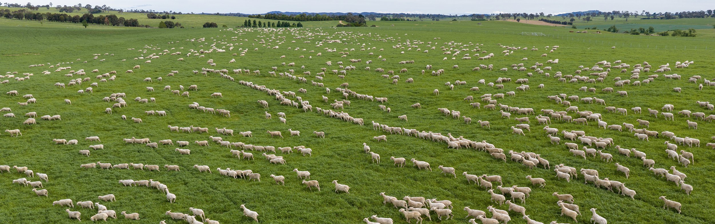 A flock of Cooee Merino sheep grazing in an open paddock of green grass.
