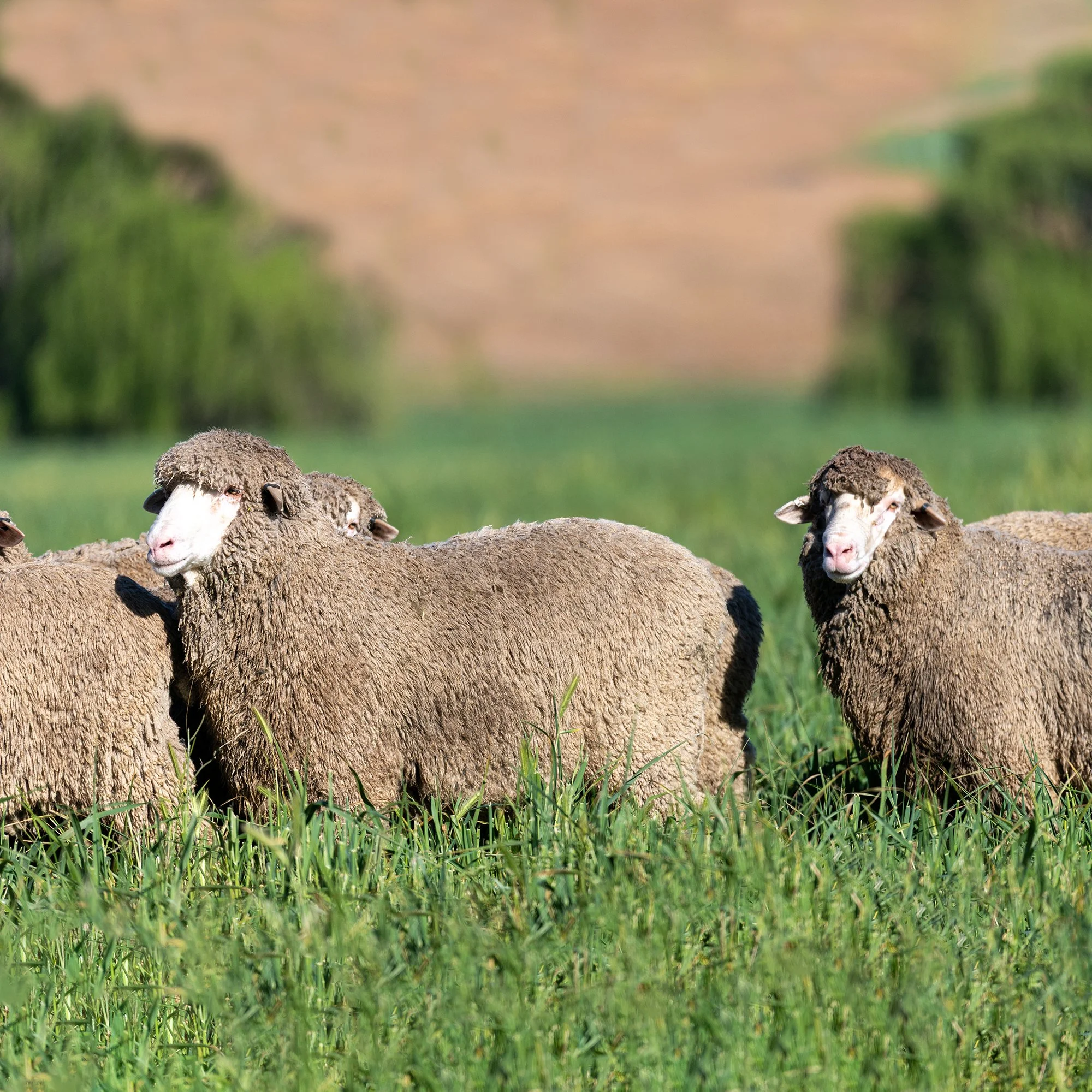 Three Cooee Merino sheep standing amoungst tall grass showcasing repeatable genetic improvement.