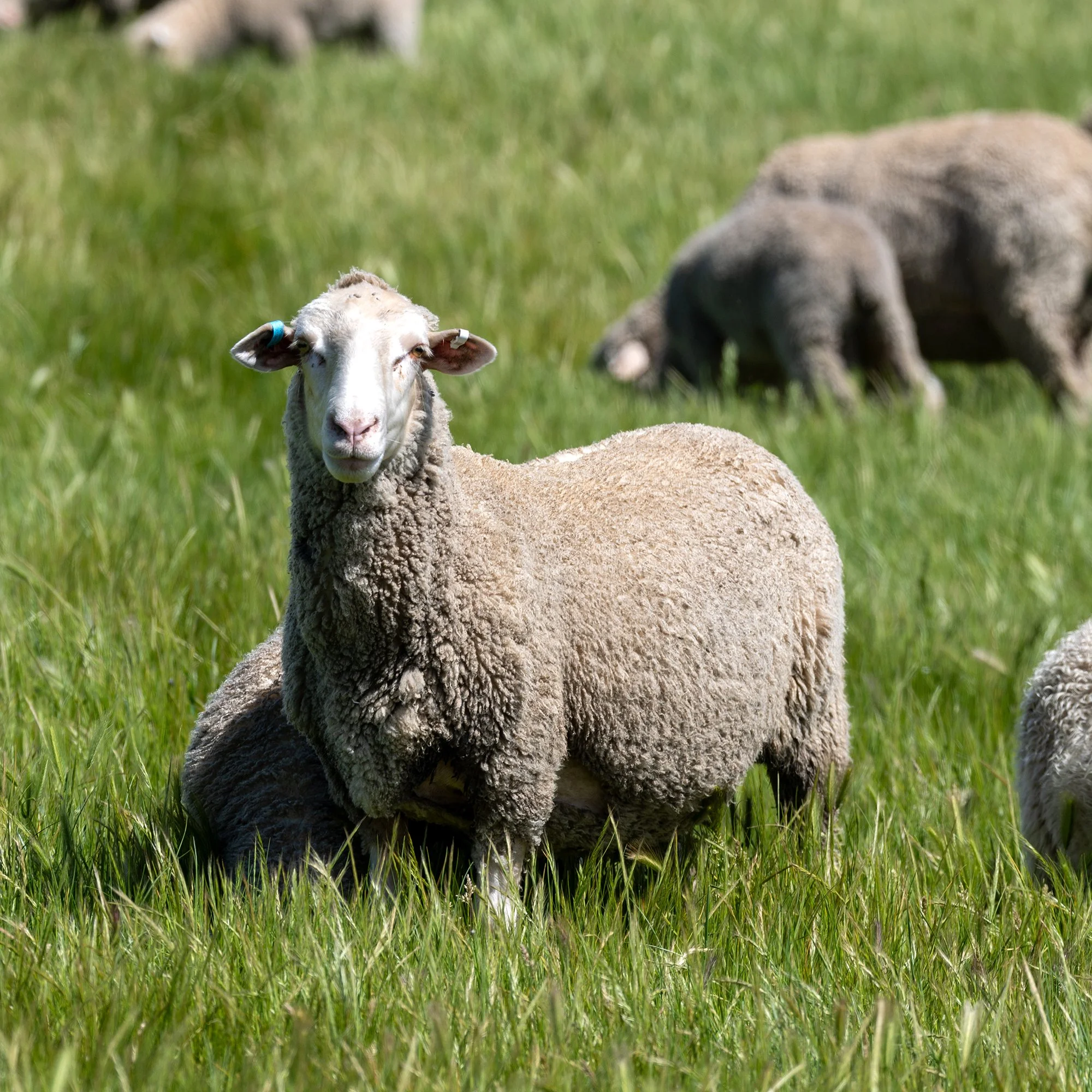 A Cooee Merino sheep looking at the camera showcasing structure, fertility and resilience