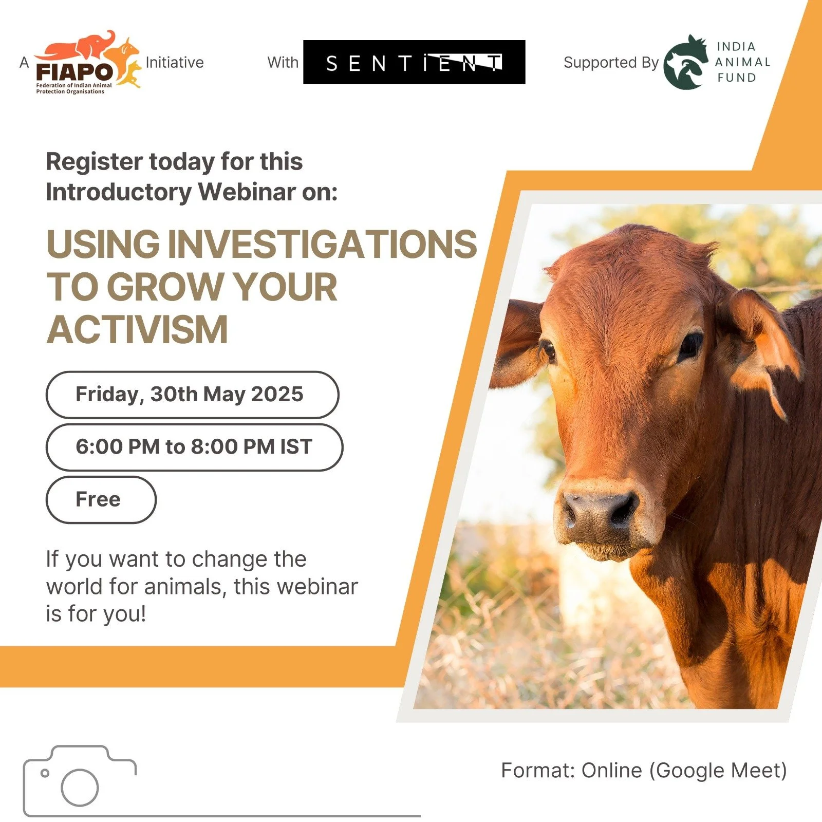 Flyer for a webinar titled "Using Investigations to Grow Your Activism" scheduled for May 30, 2025, 6:00 PM to 8:00 PM IST, supported by India Animal Fund and sentient, featuring an image of a brown cow outdoors.
