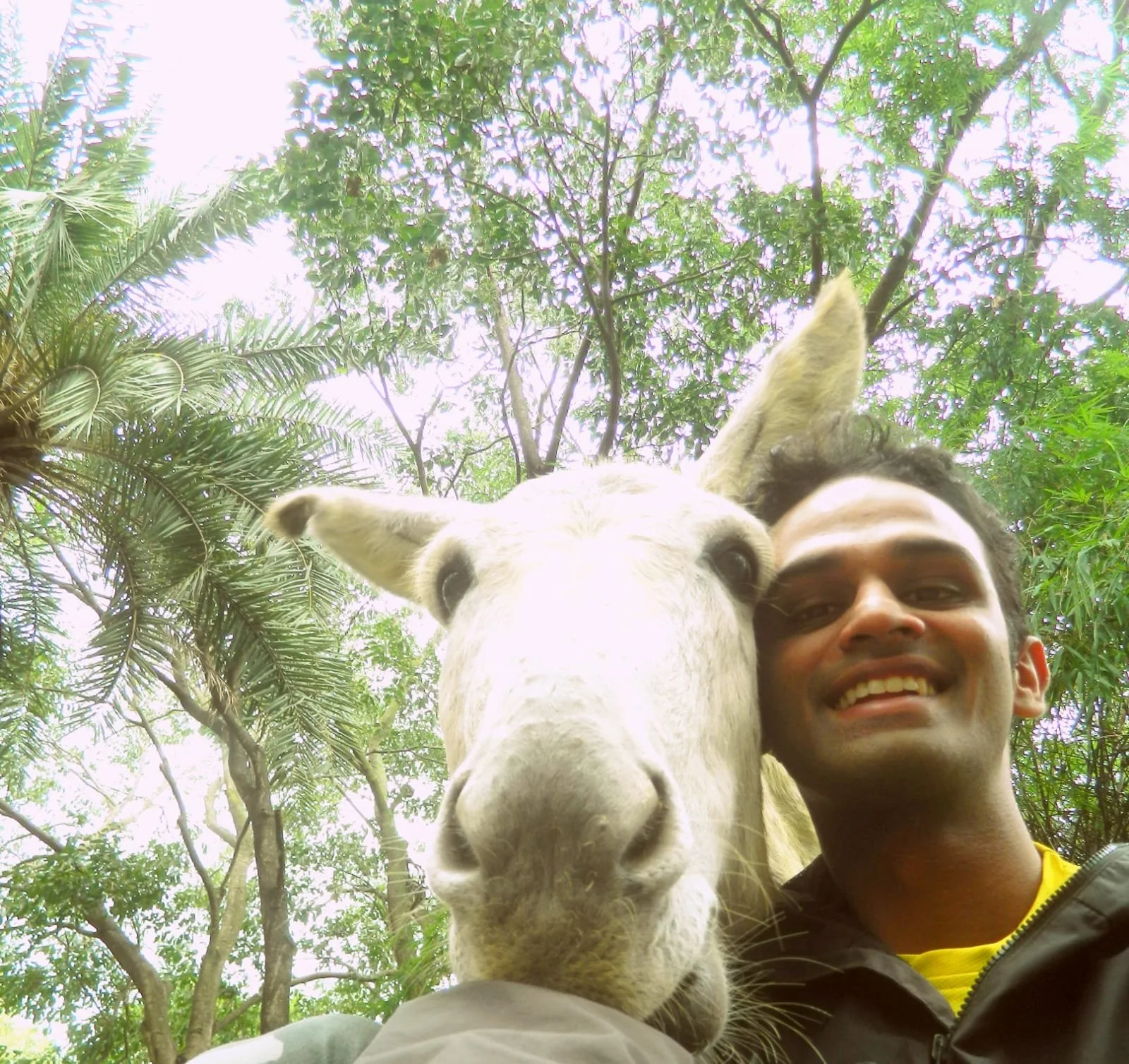 A man taking a selfie with a white horse and green trees in the background.