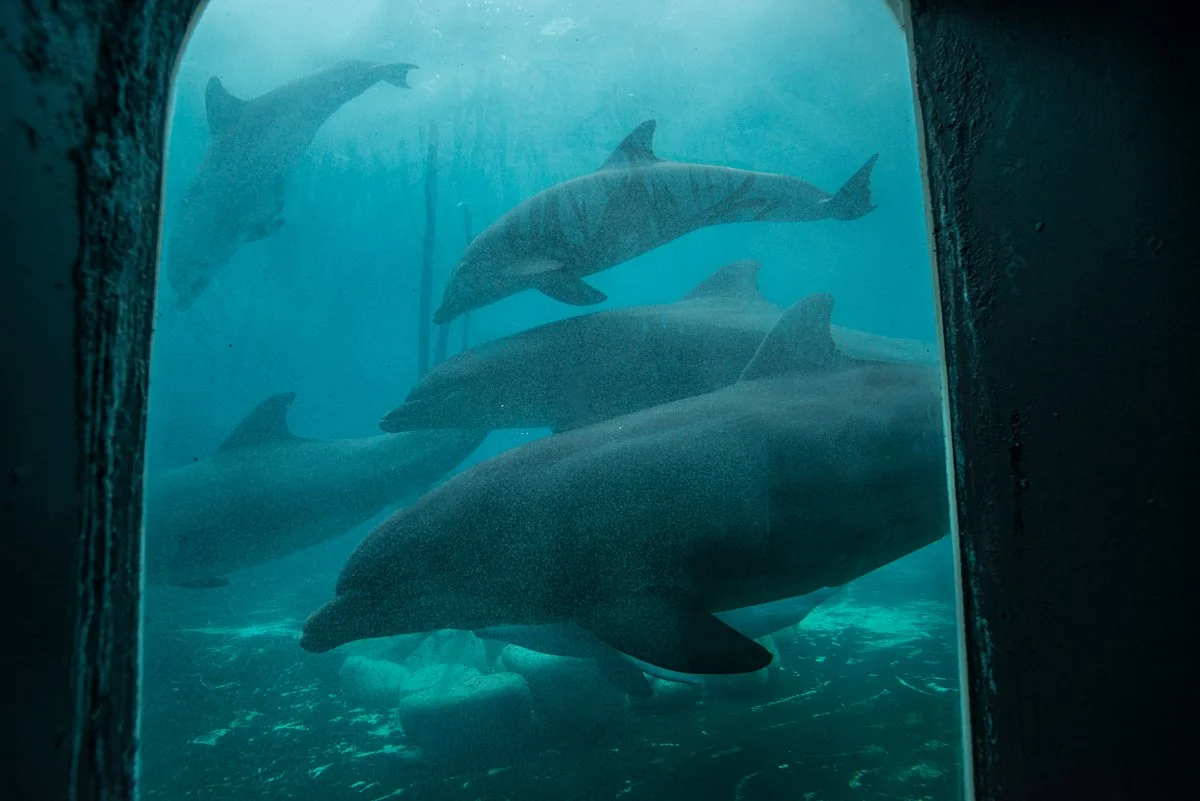 Group of dolphins swimming underwater next to an aquarium window.