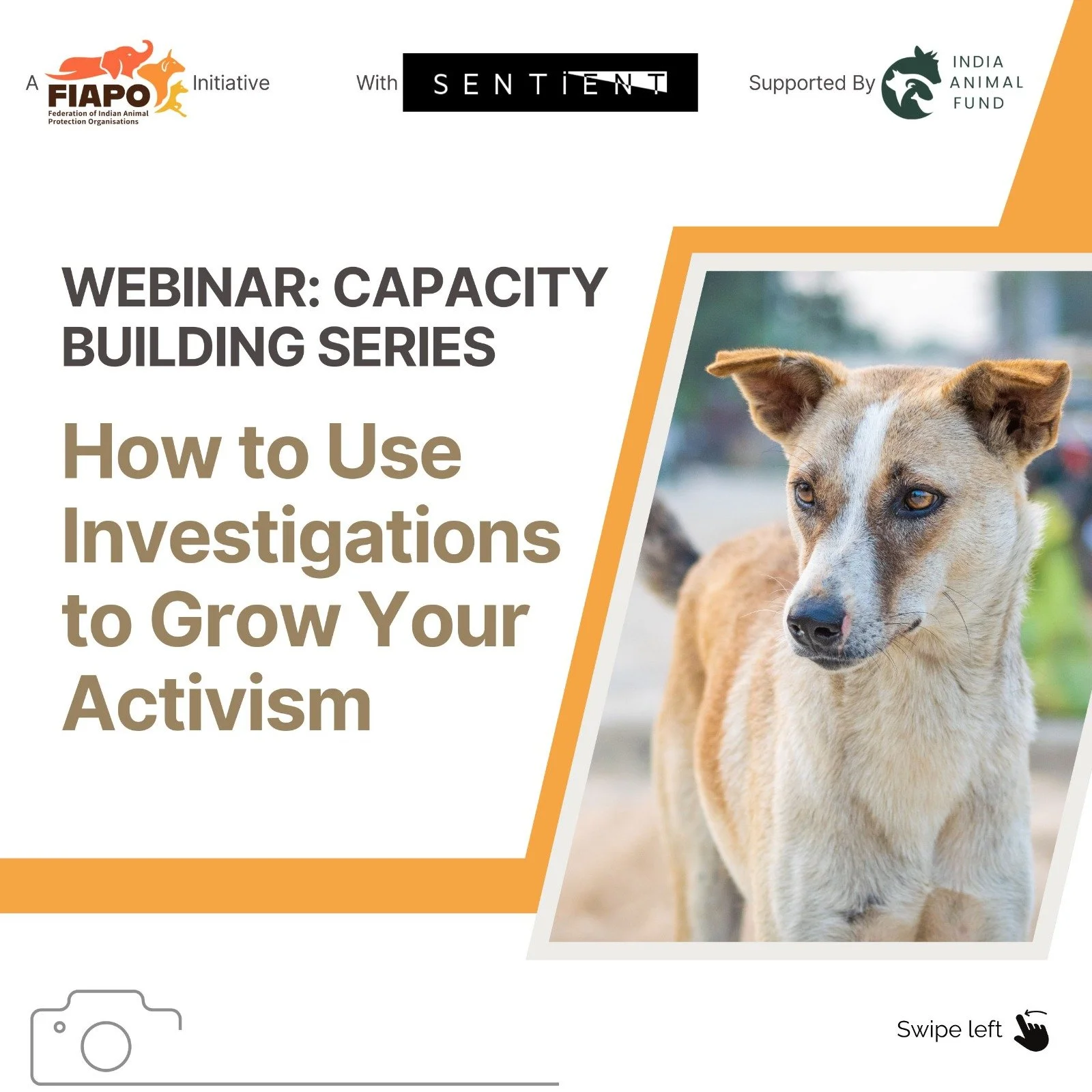 Webinar poster with a photo of a tan dog with white markings on its face, set against a background of blurred outdoor scenery, and text about investigations to grow activism.