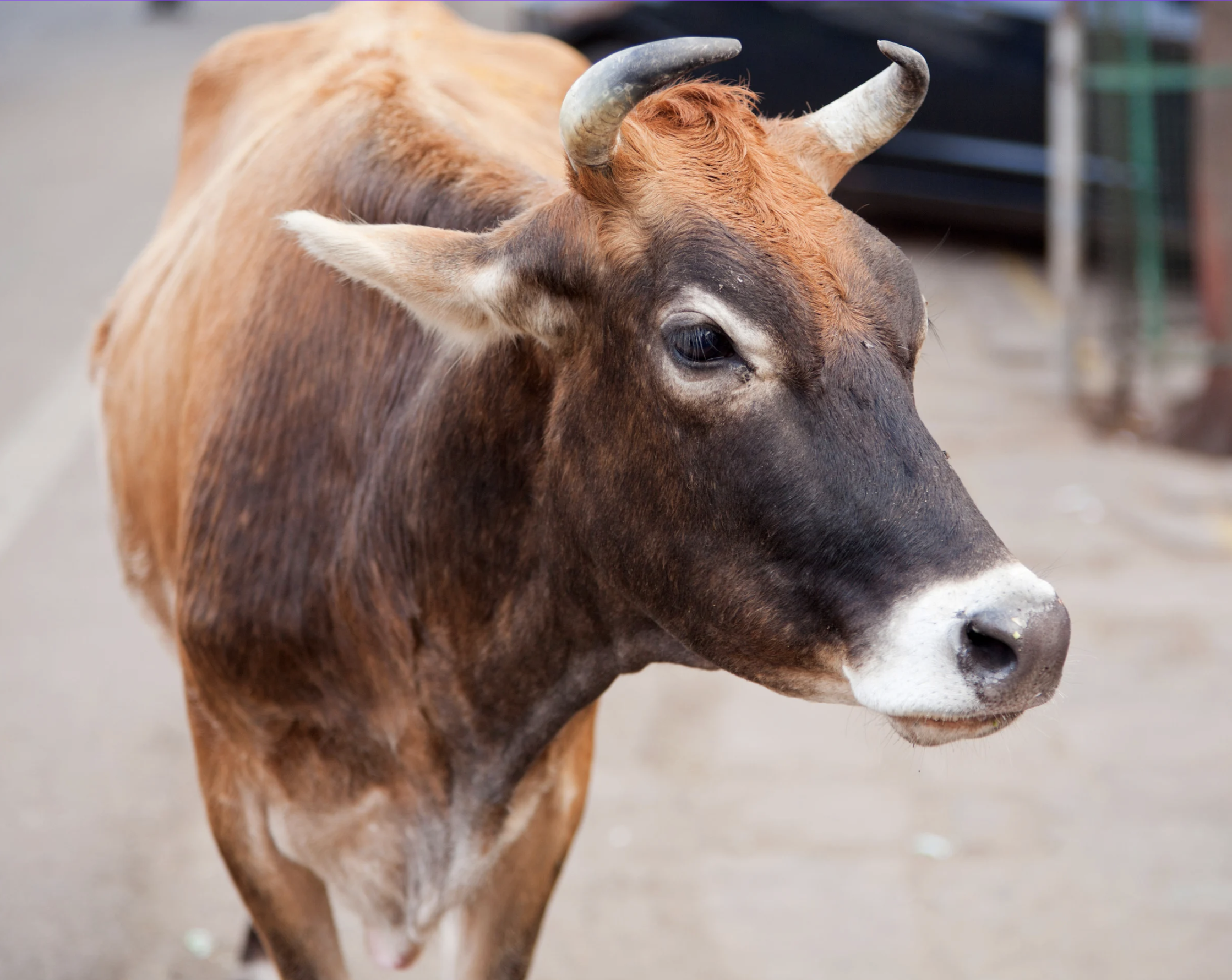 Close-up of a brown and black cow with white on its face, standing outdoors on a farm.