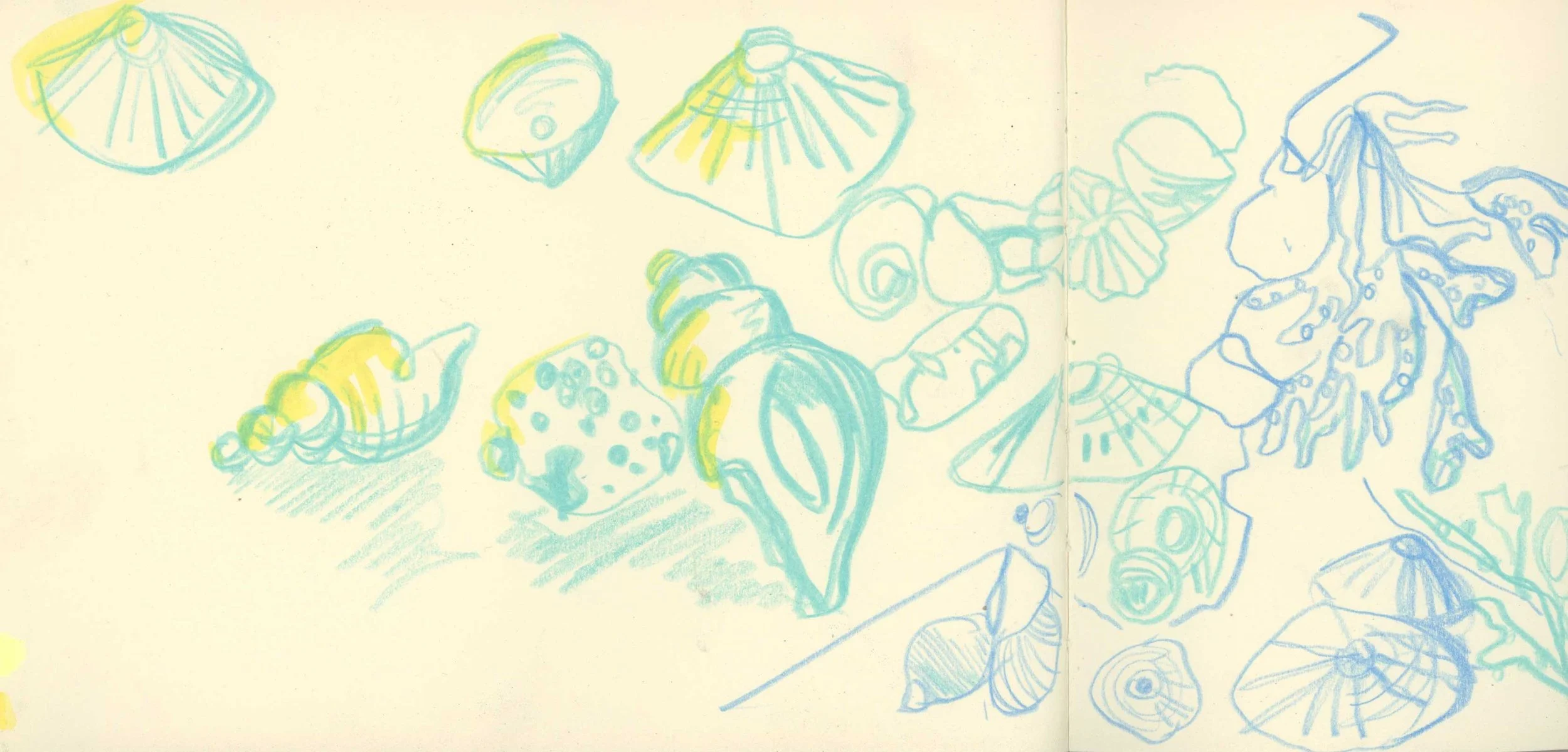 shells-on-the-table.jpg