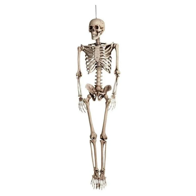 Halloween: Lifesize Skeleton Prop - £45 + VAT