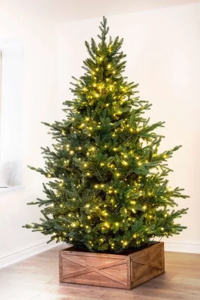 Festive: 6ft Nordic Christmas Tree - £55 + VAT each