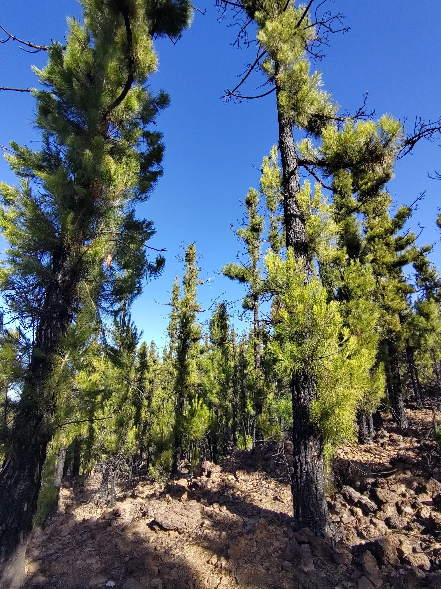 Resprouting Pinus canariensis