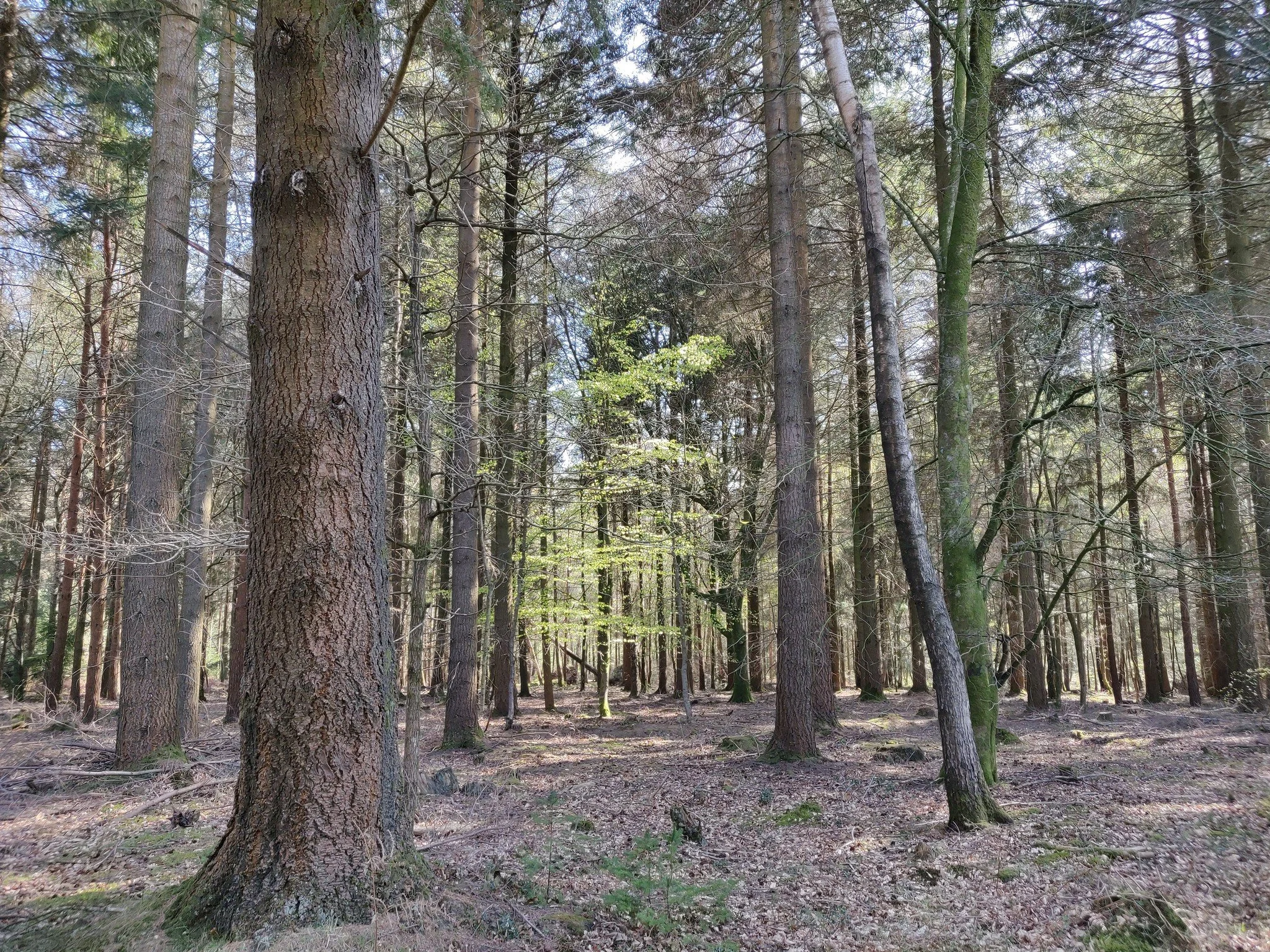 Trees in the New Forest, UK