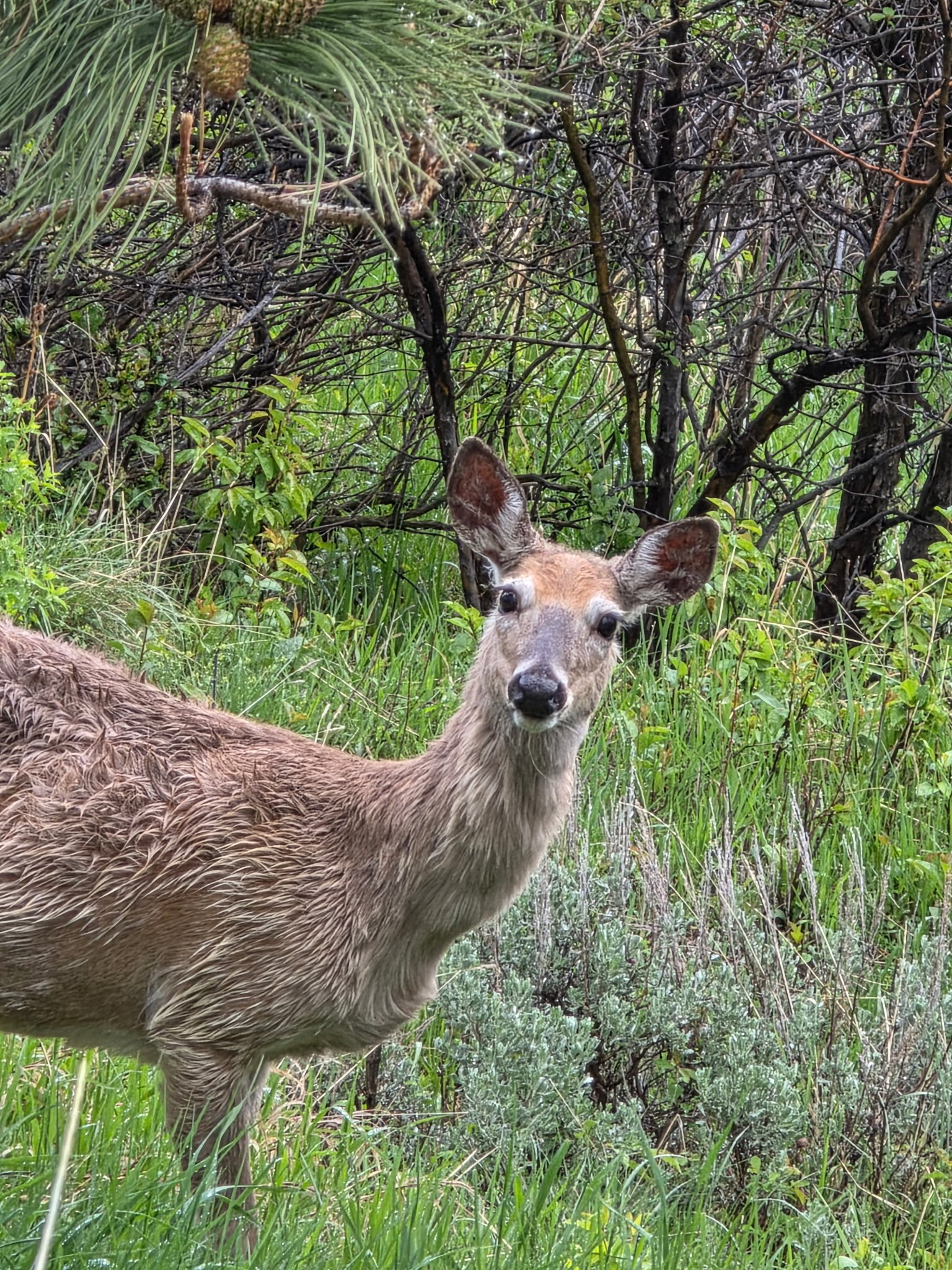 Oh deer.jpeg