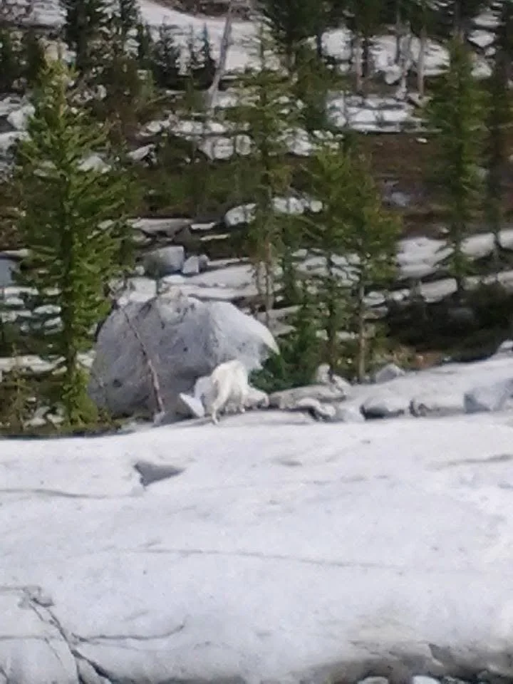 zoomed in image of mountain goats on granite rock shelf