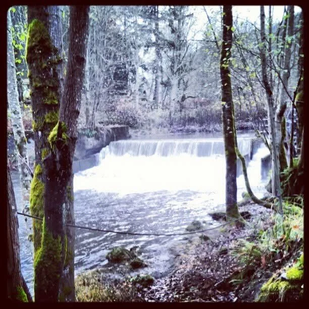 wide low waterfall between creekbanks full of mossy trees