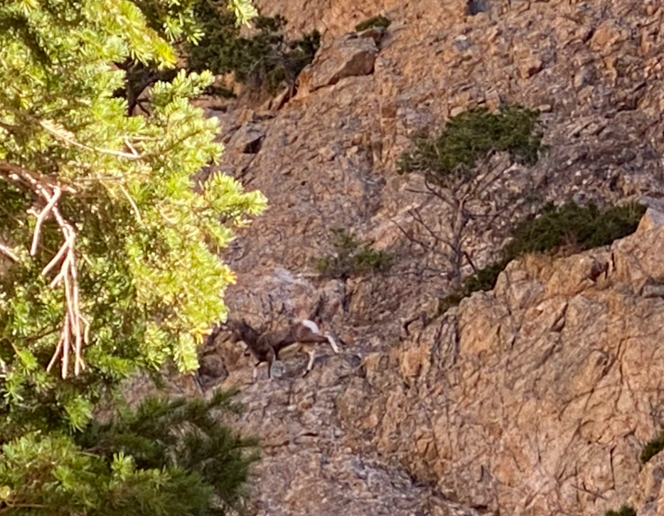 zoomed in on a big horn sheep walking across red rock face