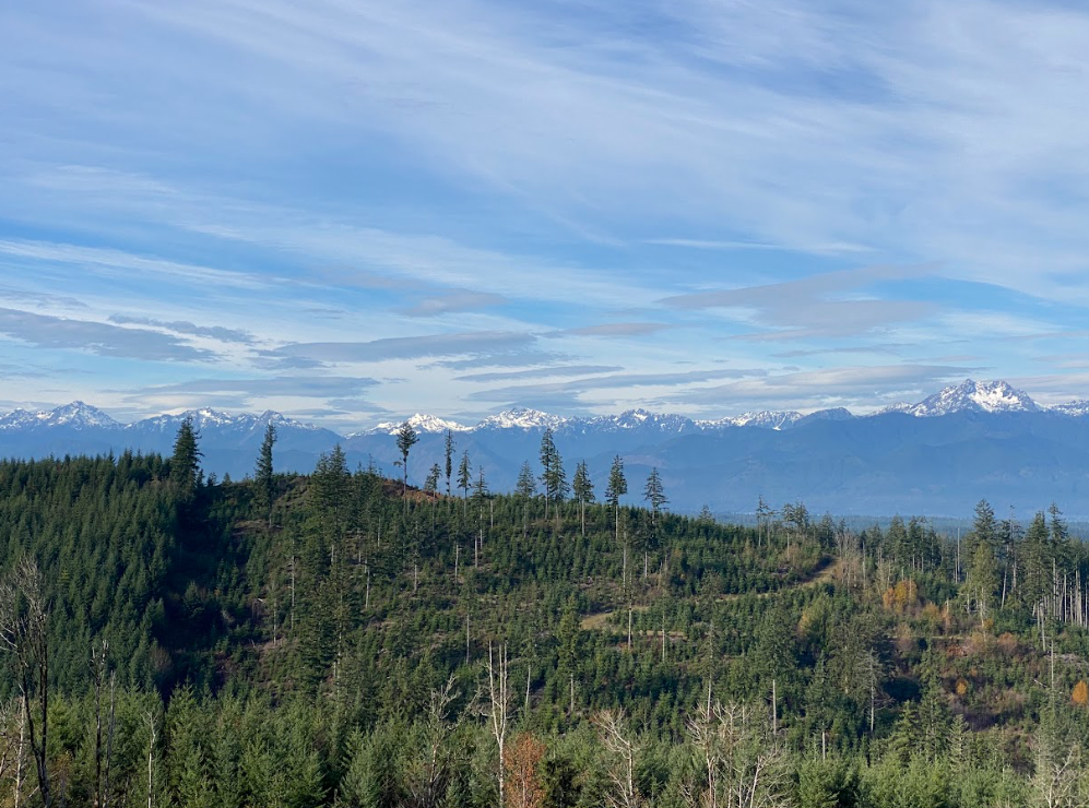 Forest with classic mountain range behind it and wispy clouds high in blue sky above