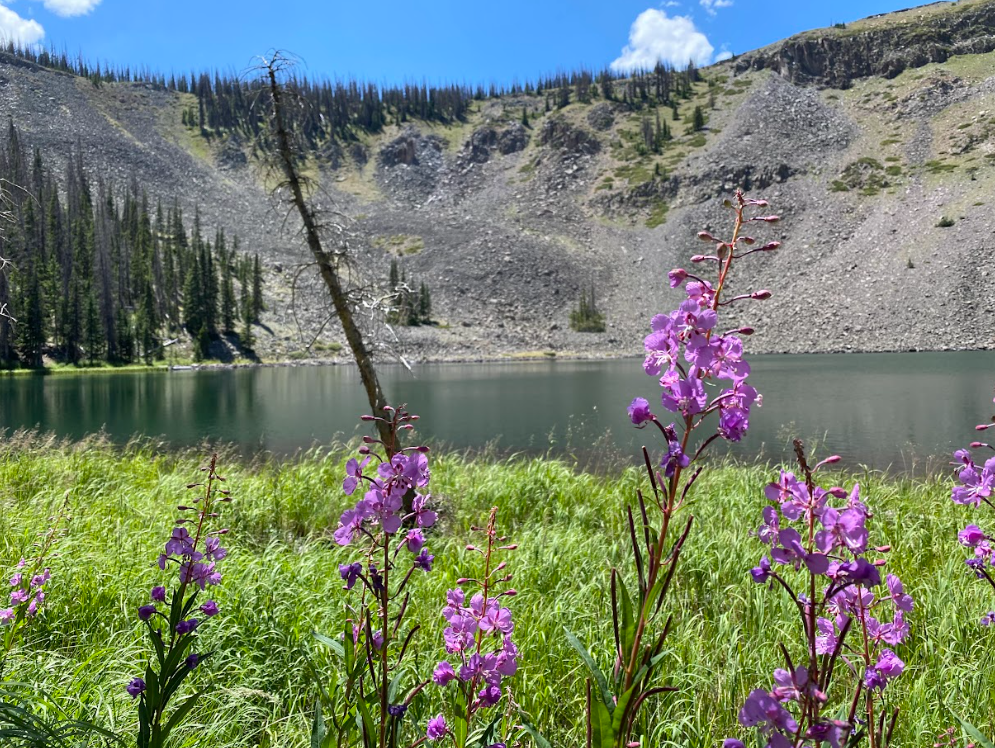 pink fireweed grows tall by a lake