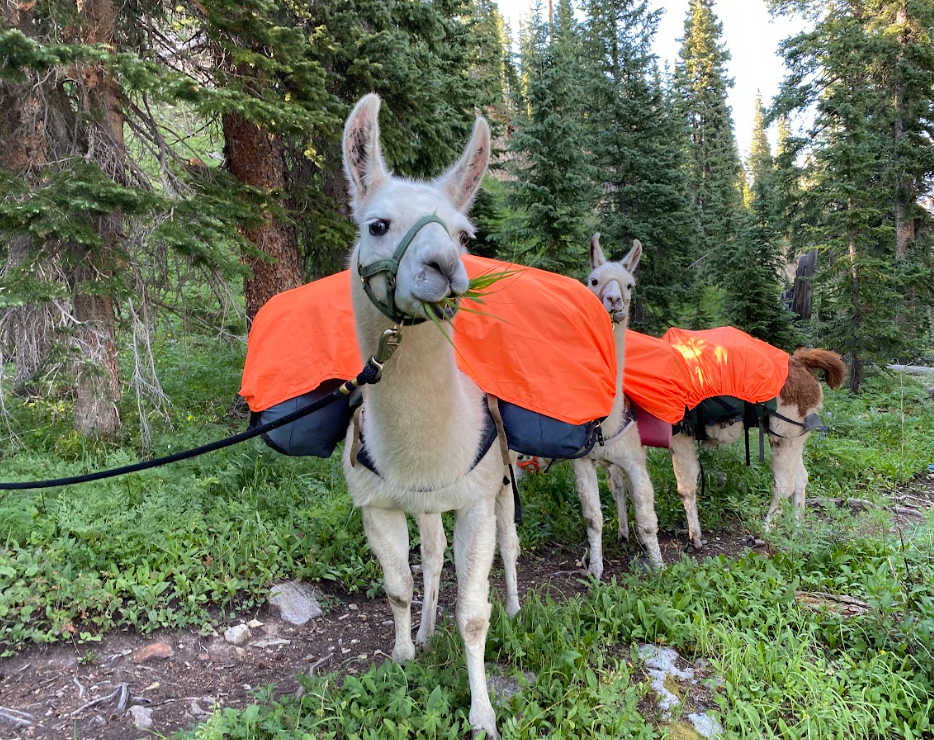 a llama looks into the camera while chewing on grass and carrying large bags covered in bright oranges sheets of fabric