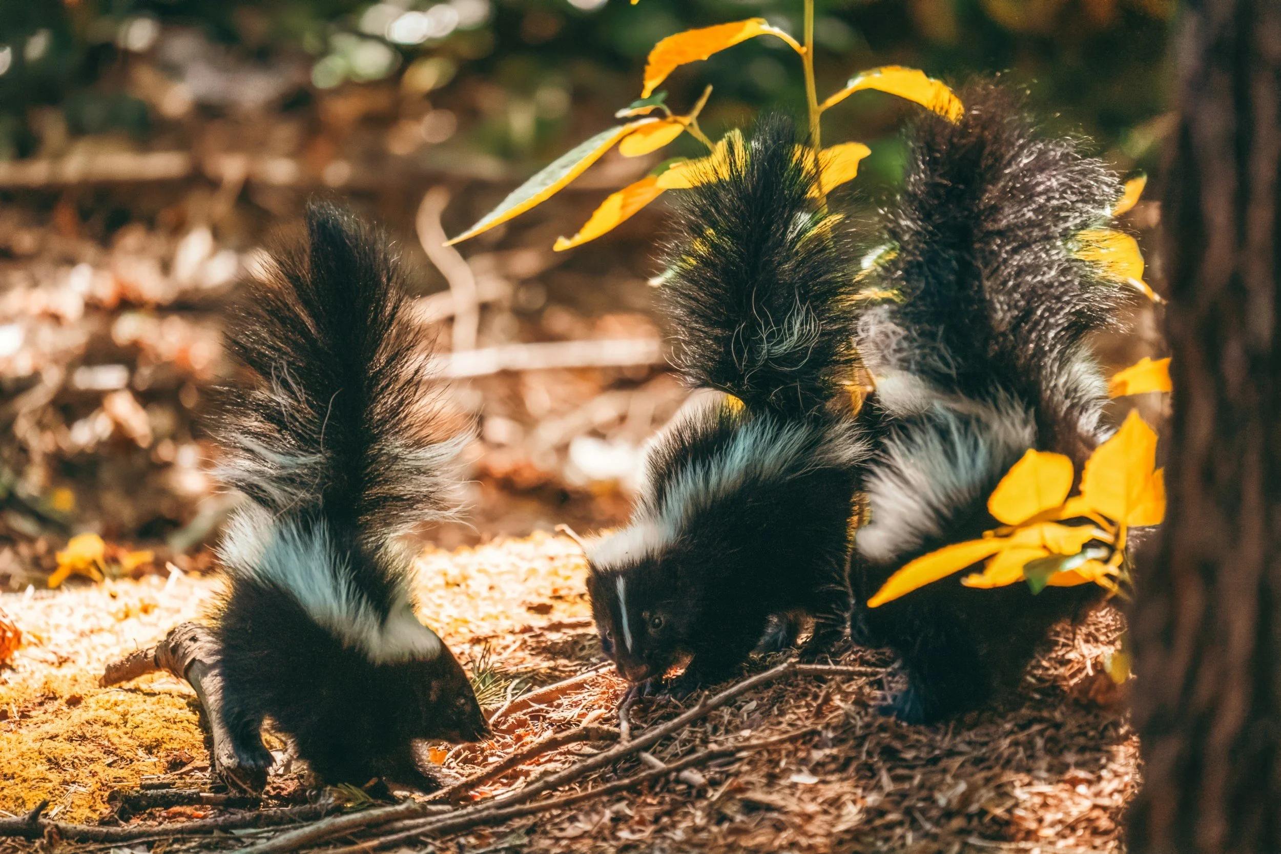 three baby skunks sniffing ground by bright yellow leaves