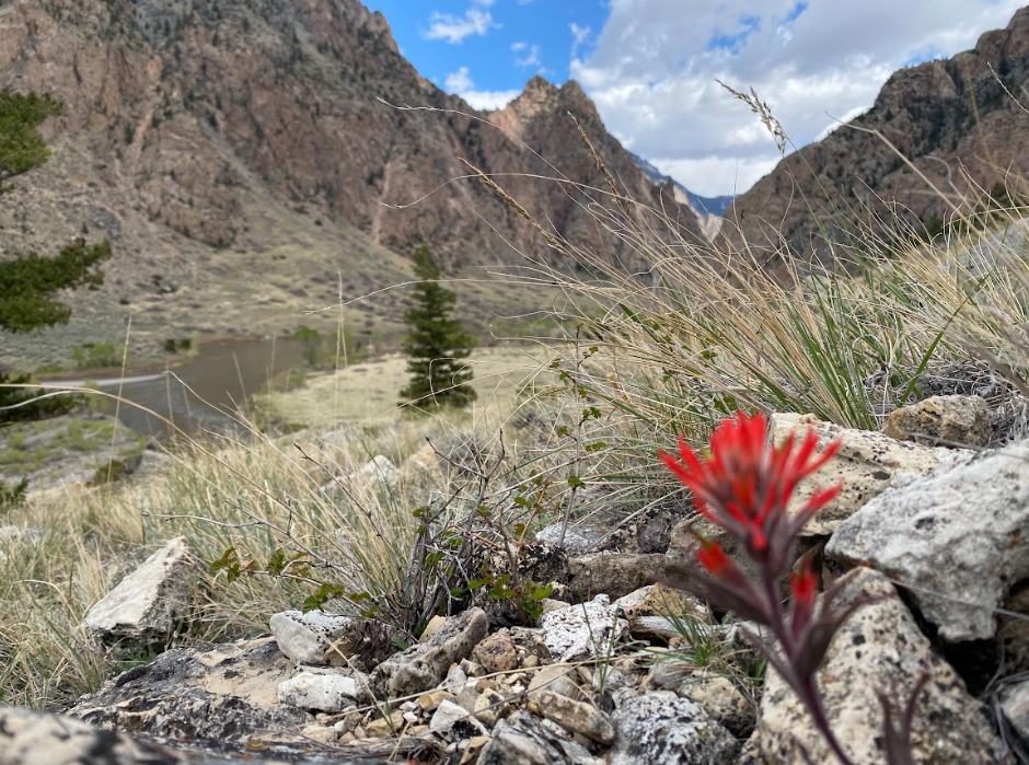 bright red flower in foreground with backdrop of a river and mountainous canyon walls