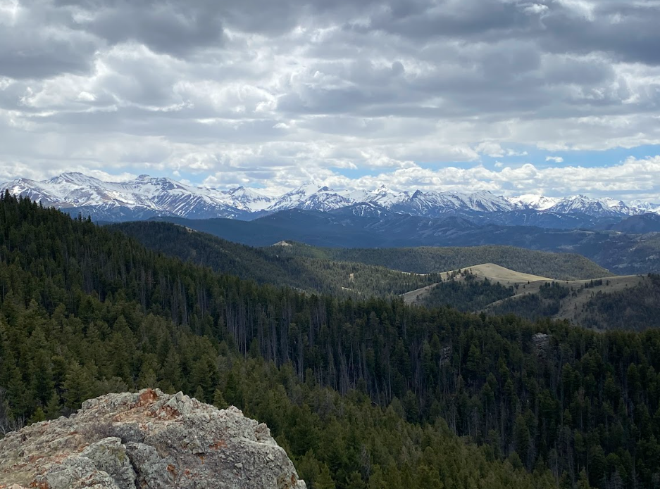 dark green pines in the foreground of a snowcapped mountain range