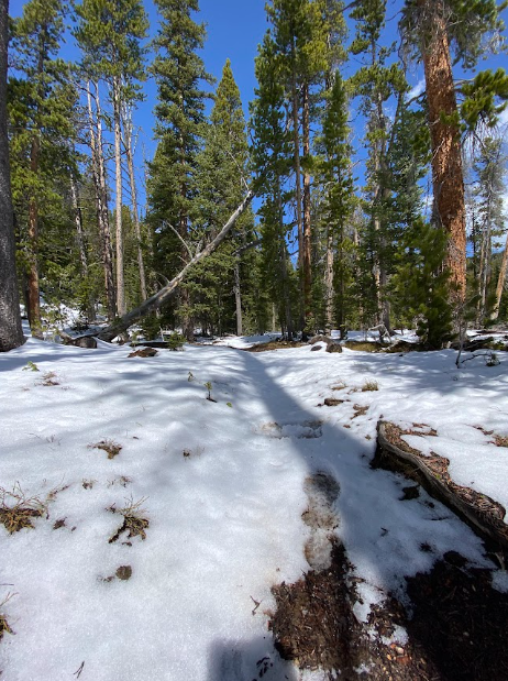 footprints through snow lead to a forest under blue skies