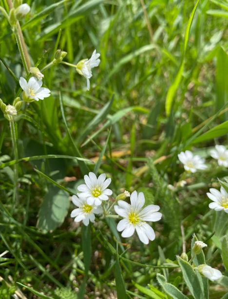 Common Mouse-ear Chickweed
