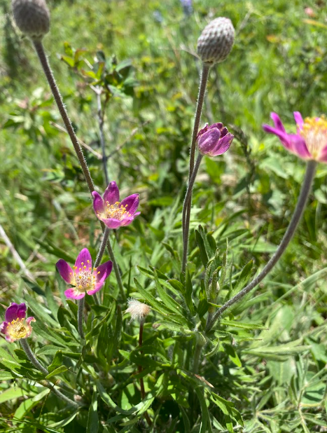 anemone multifida
