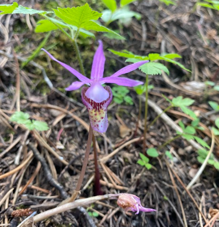 Lady Slipper Orchid