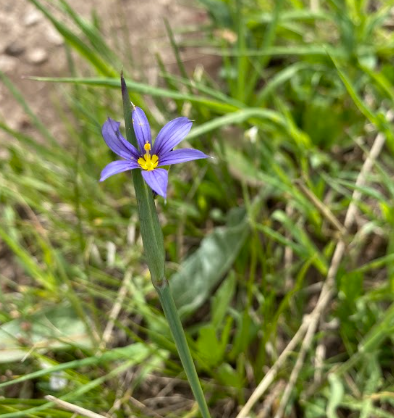 Northern Blue-eyed grass