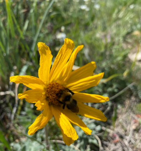 wildfleurs of June 2026