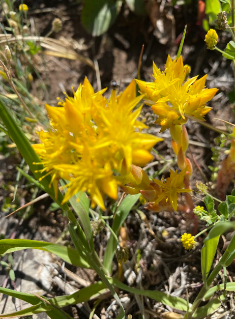 Sedum lanceolatum