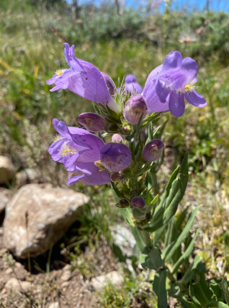 Fuzzy-tongue Penstemon