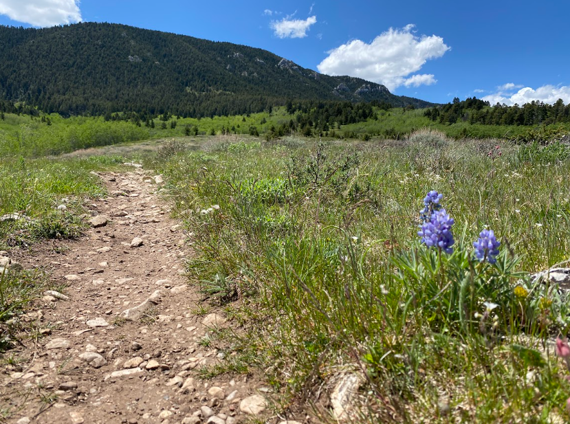 A trail to an evergreen hillside with blue flowers in the foreground