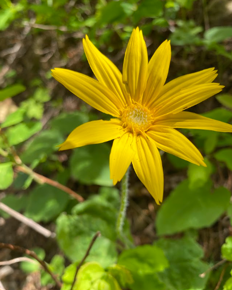 Arnica cordifolia