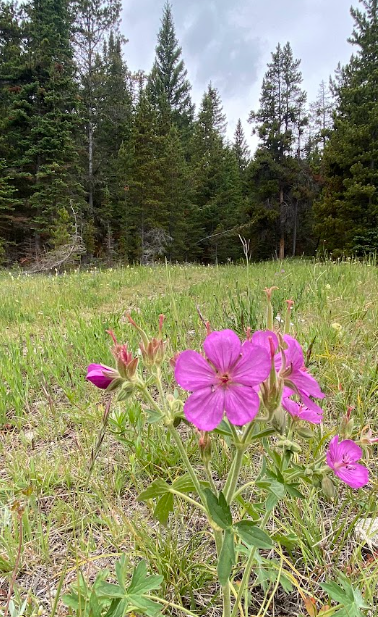 Sticky Geranium