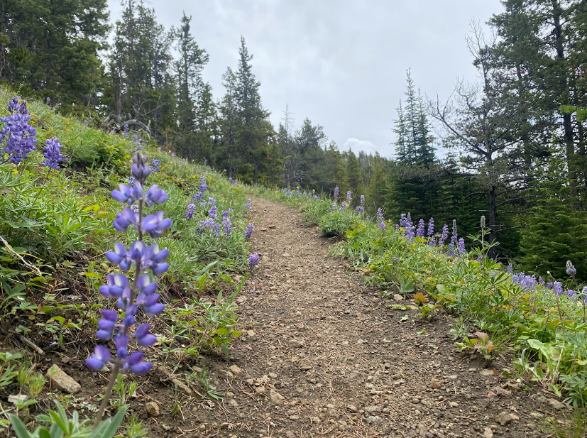 Lupine