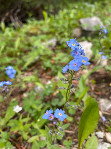 Forget Me Not