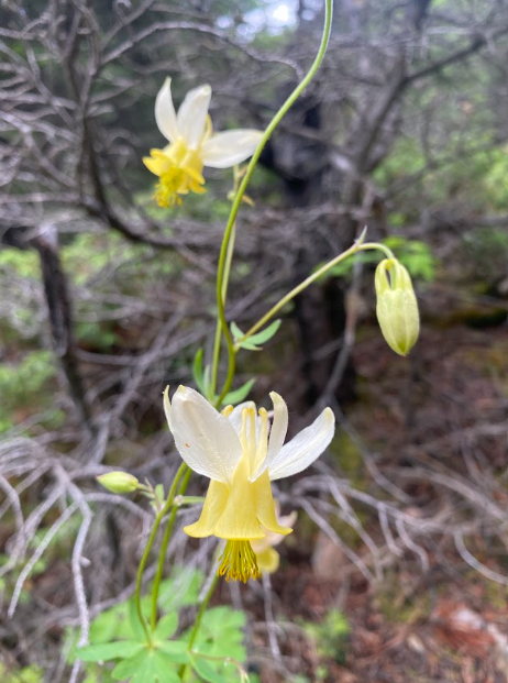 Columbine