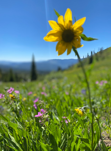 close up of a sunflower with a bright blue sky in background