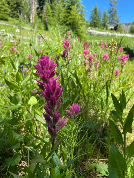 close up of bright magenta colored Indian Paintbrush flowers