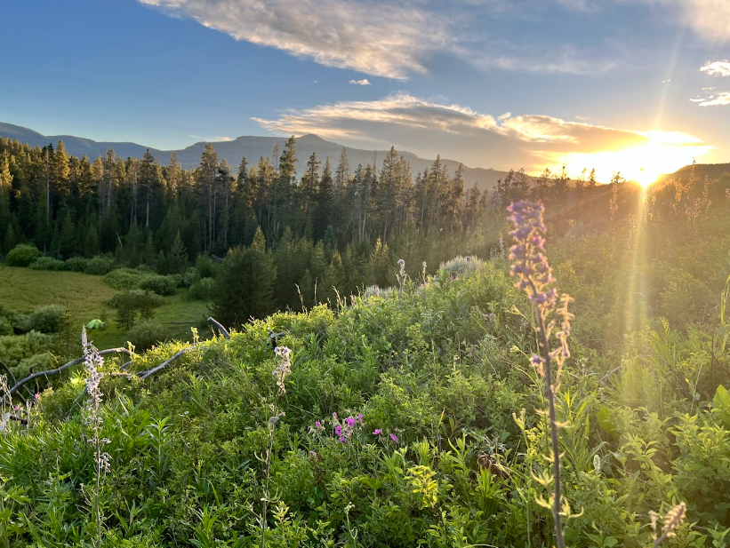 sun setting over mountains, pine forest, and lush lupine