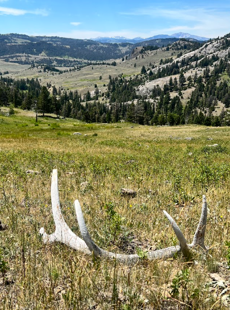 an elk antler sitting in prairie in foreground with a dry hillside in distance