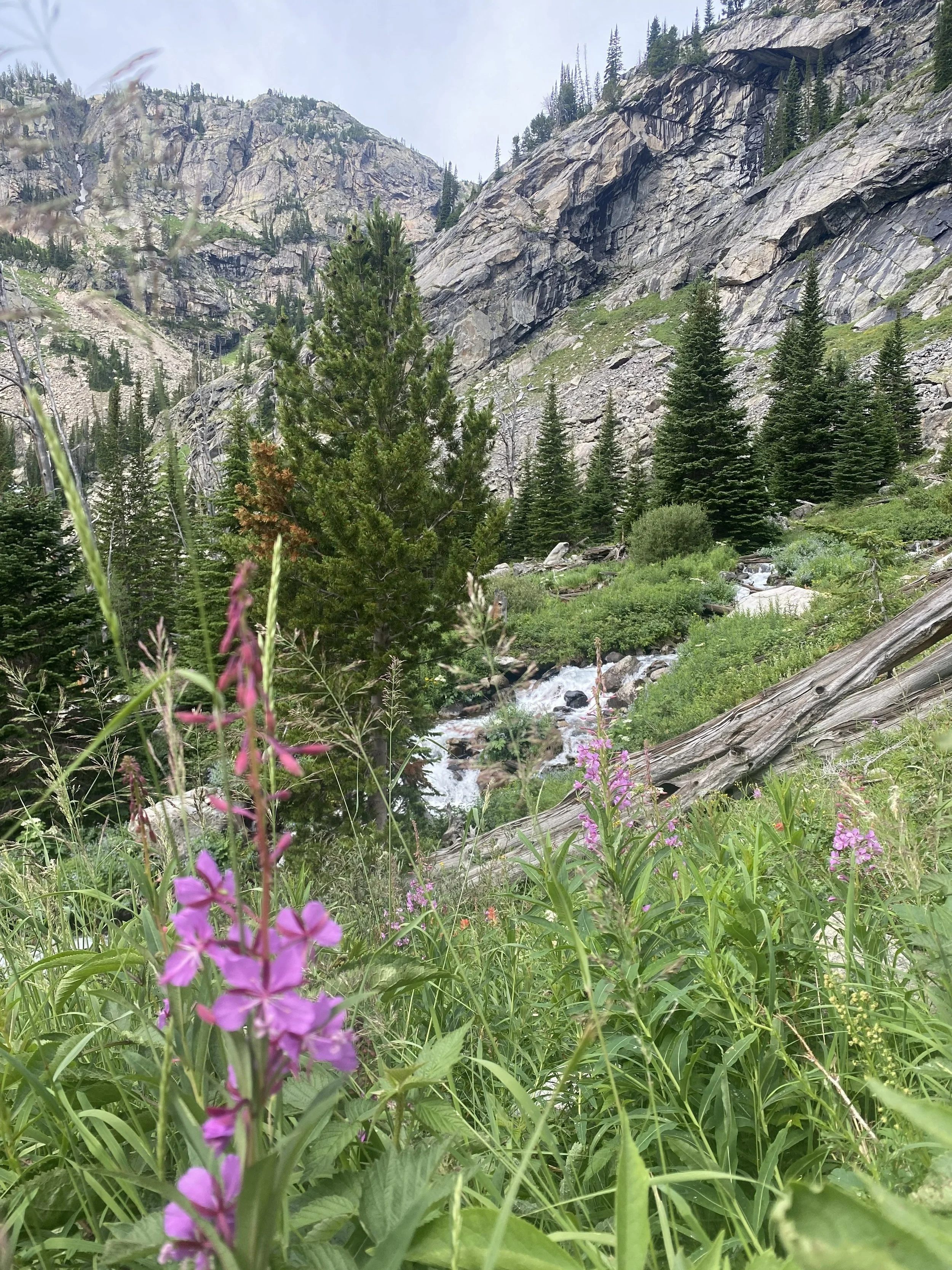 fireweed on glacier lake trail 2026.jpeg