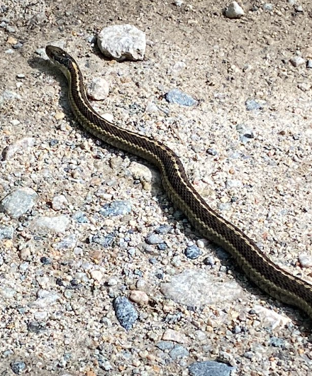 a black gardener snake with a yellow stripe