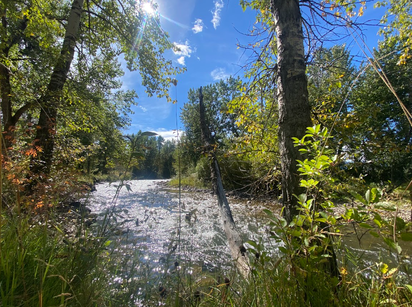 sun glints off a creek that has lush grass and trees on either side